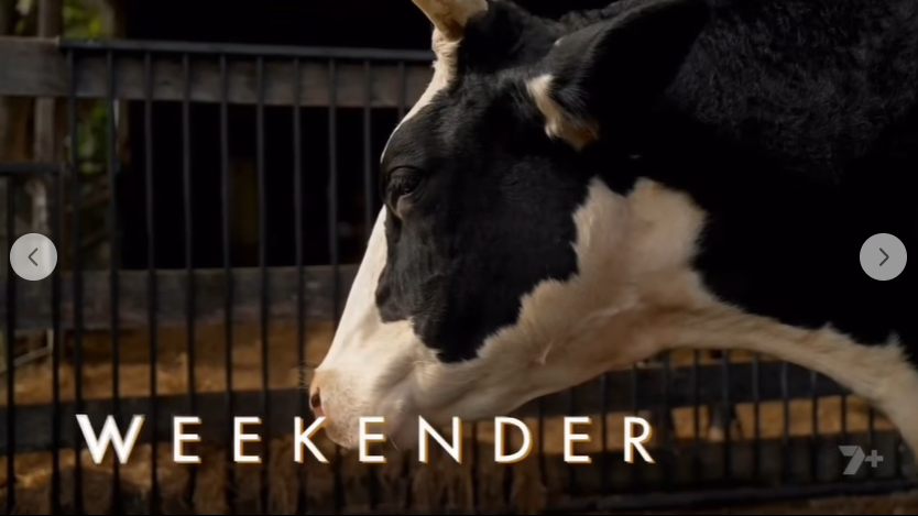 The Weekender QLD show - Clandulla Cottages - Herbie the big cow