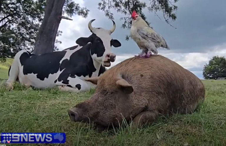 Farmstay friends, Clandulla, pig, cow, rooster friends
