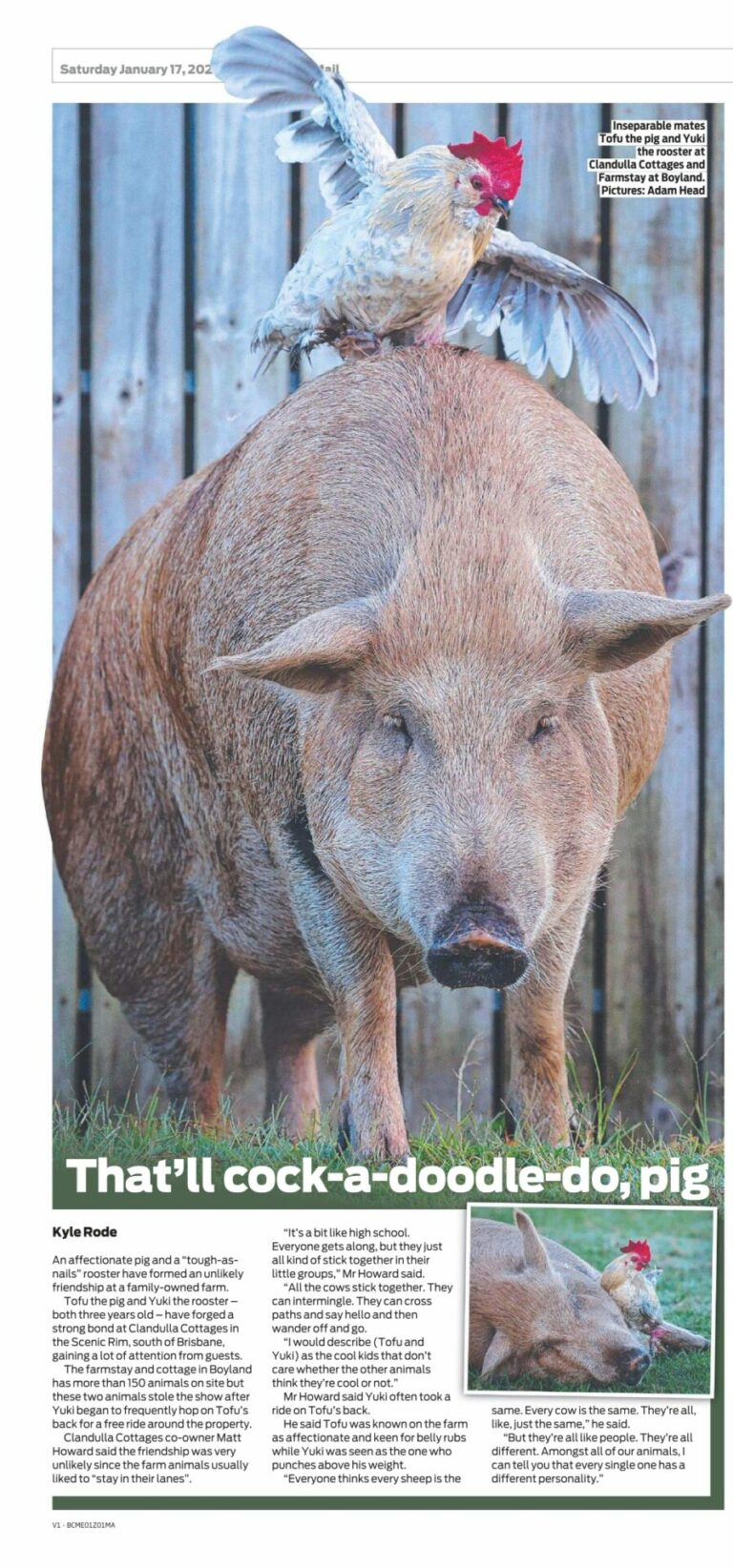 Tofu the pig and Yuki the rooster forge an unlikely friendship at Clandulla Cottages